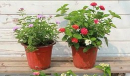 纳维莱特最新爆料视频,行业内幕大曝光！